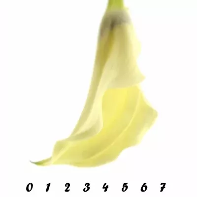 ZANTEDESCHIA ELEGANZA