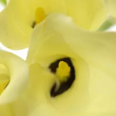 ZANTEDESCHIA ELEGANZA