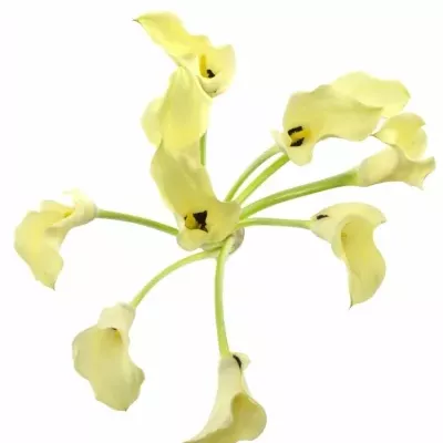 ZANTEDESCHIA ELEGANZA