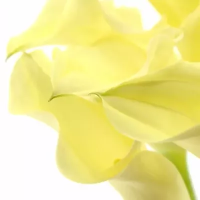 ZANTEDESCHIA ELEGANZA