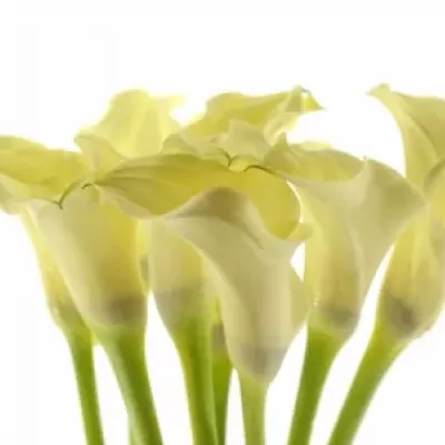 ZANTEDESCHIA ELEGANZA