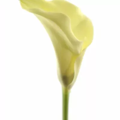 ZANTEDESCHIA ELEGANZA