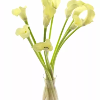 ZANTEDESCHIA ELEGANZA