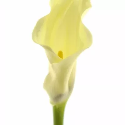 ZANTEDESCHIA ELEGANZA