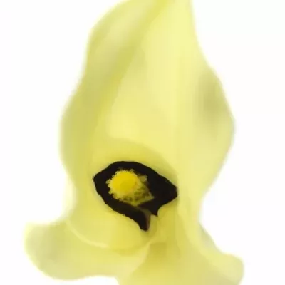 ZANTEDESCHIA ELEGANZA