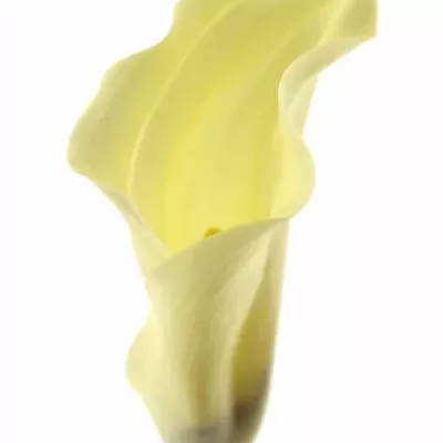 ZANTEDESCHIA ELEGANZA