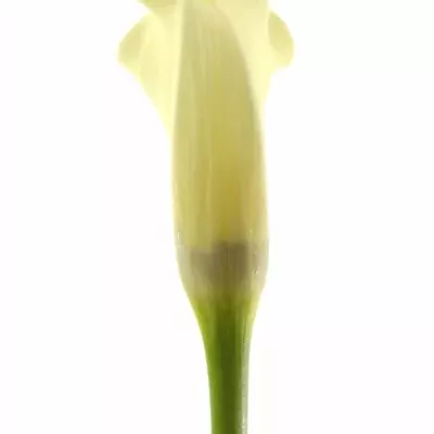 ZANTEDESCHIA ELEGANZA