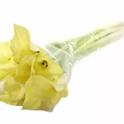 ZANTEDESCHIA ELEGANZA