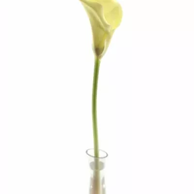 ZANTEDESCHIA ELEGANZA