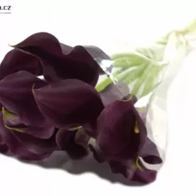 ZANTEDESCHIA HOT CHOCOLATE