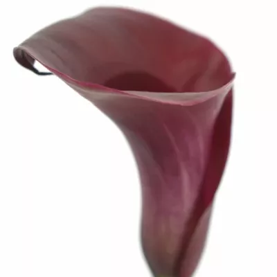 ZANTEDESCHIA MAJESTIC RED