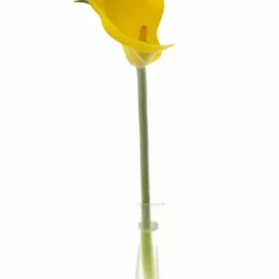 ZANTEDESCHIA MILENN GOLD
