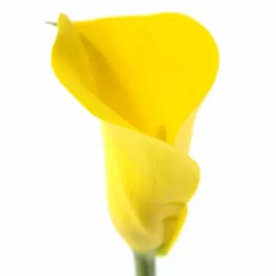 Kala MILLENNIUM GOLD 70cm