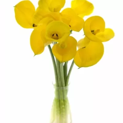 ZANTEDESCHIA MILENN GOLD