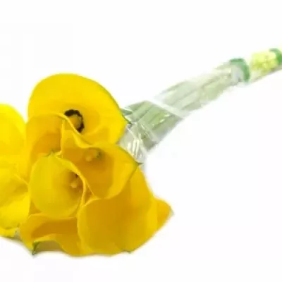 ZANTEDESCHIA MILENN GOLD