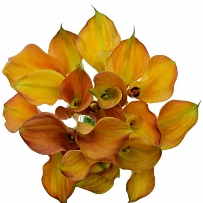 ZANTEDESCHIA ORANGE TYCOON 45cm