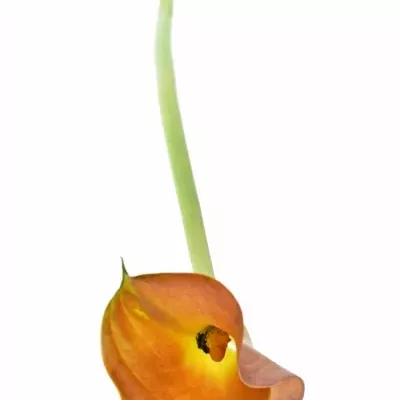 ZANTEDESCHIA ORANGE TYCOON 45cm