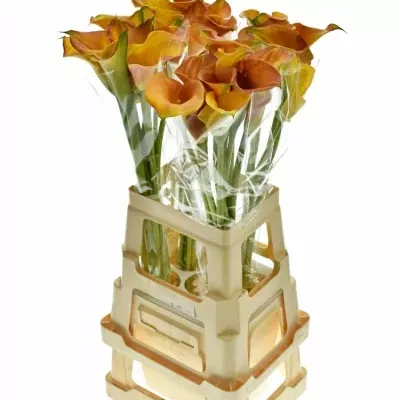 ZANTEDESCHIA ORANGE TYCOON 45cm