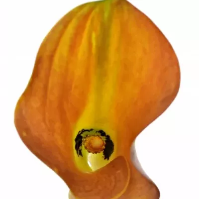 ZANTEDESCHIA ORANGE TYCOON 45cm