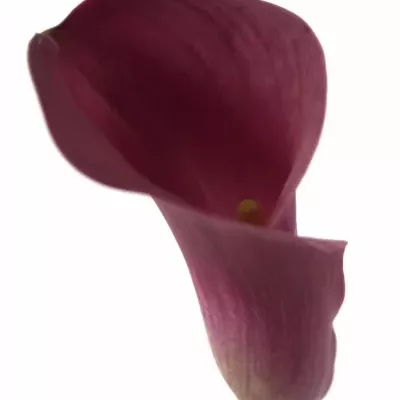 Kala ORIENT EXPRESS 70cm