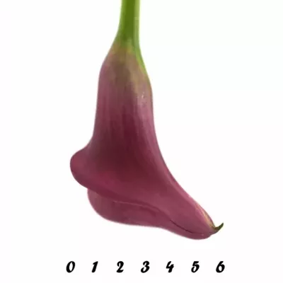 Kala ORIENT EXPRESS 70cm