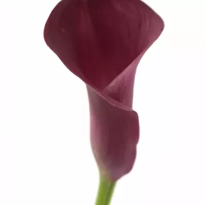 Kala ORIENT EXPRESS 70cm