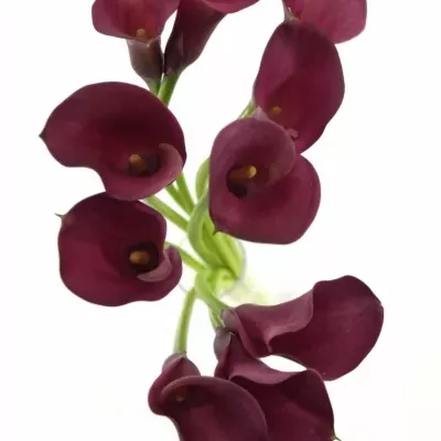 Kala ORIENT EXPRESS 70cm