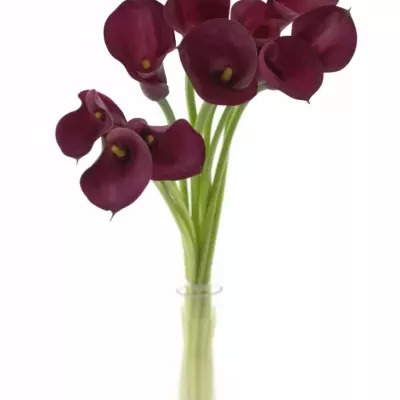 Kala ORIENT EXPRESS 70cm