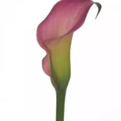 Kala PINK PUPPY 80cm