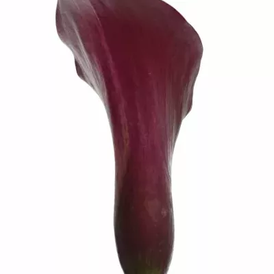 ZANTEDESCHIA SUMATRA 40cm