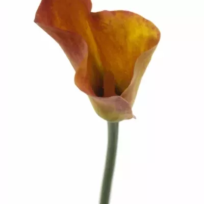 ZANTEDESCHIA TREASURE