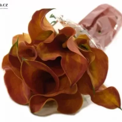 ZANTEDESCHIA TREASURE