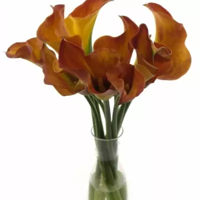ZANTEDESCHIA TREASURE