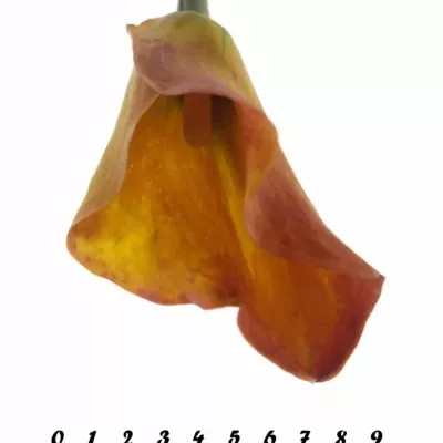 ZANTEDESCHIA TREASURE