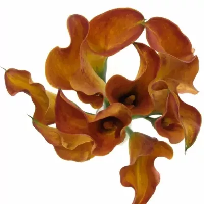 ZANTEDESCHIA TREASURE