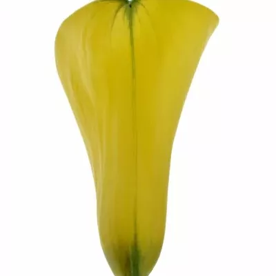 ZANTEDESCHIA YELLOW GIANT 35cm