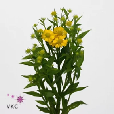 Záplevák SUMMER FLIRT 50cm