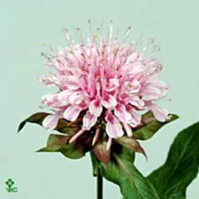 Zavinutka BEAUTY OF COBHAM 45cm