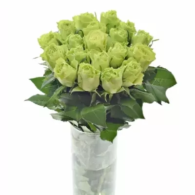 Zelená růže  CAMOUFLAGE! 60cm (L)