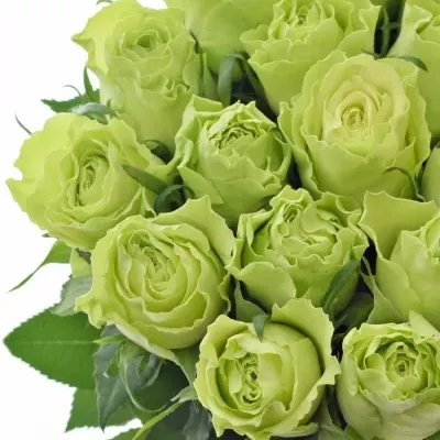 Zelená růže  CAMOUFLAGE! 60cm (L)