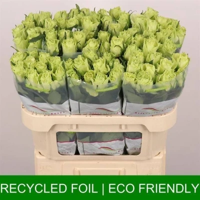 Zelená růže  CAMOUFLAGE!