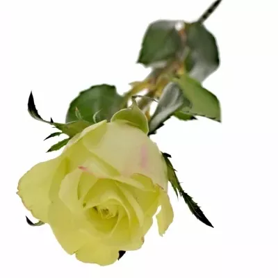 Zelená růže FAIRWAY