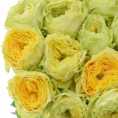 Zelená růže GRASSHOPPER 60cm