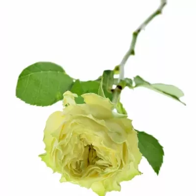Zelená růže GRASSHOPPER 60cm