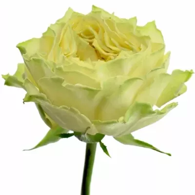 Zelená růže GRASSHOOPER 60cm (L)