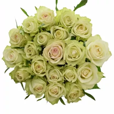Zelená růže GREEN FASHION 60cm