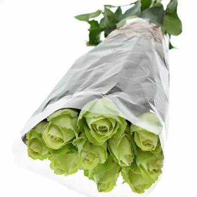 Zelená růže GREEN FLASH 70cm (M)