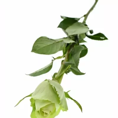 Zelená růže GREEN FLASH 70cm (M)