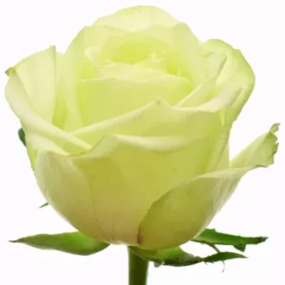 Zelená růže GREENWAY 40cm (L)