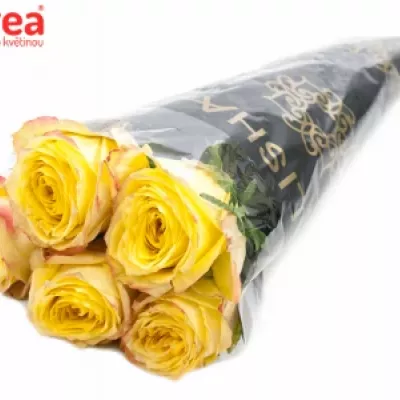 Zelená růže KRYPTONITE 50cm (L)